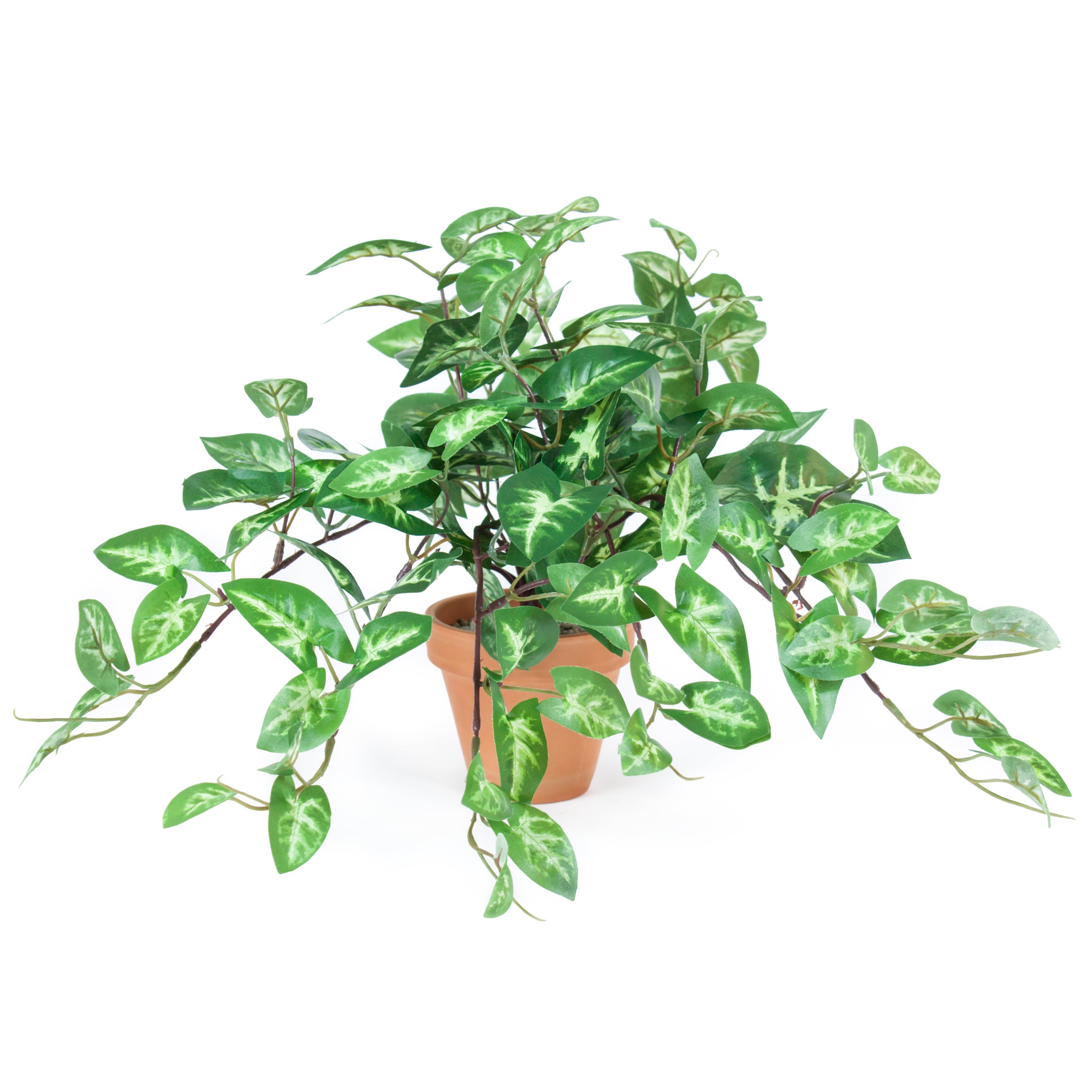 Caladium Bicolor En Pot Grande Plante Pour Décorer Le Jardin | PSD Premium