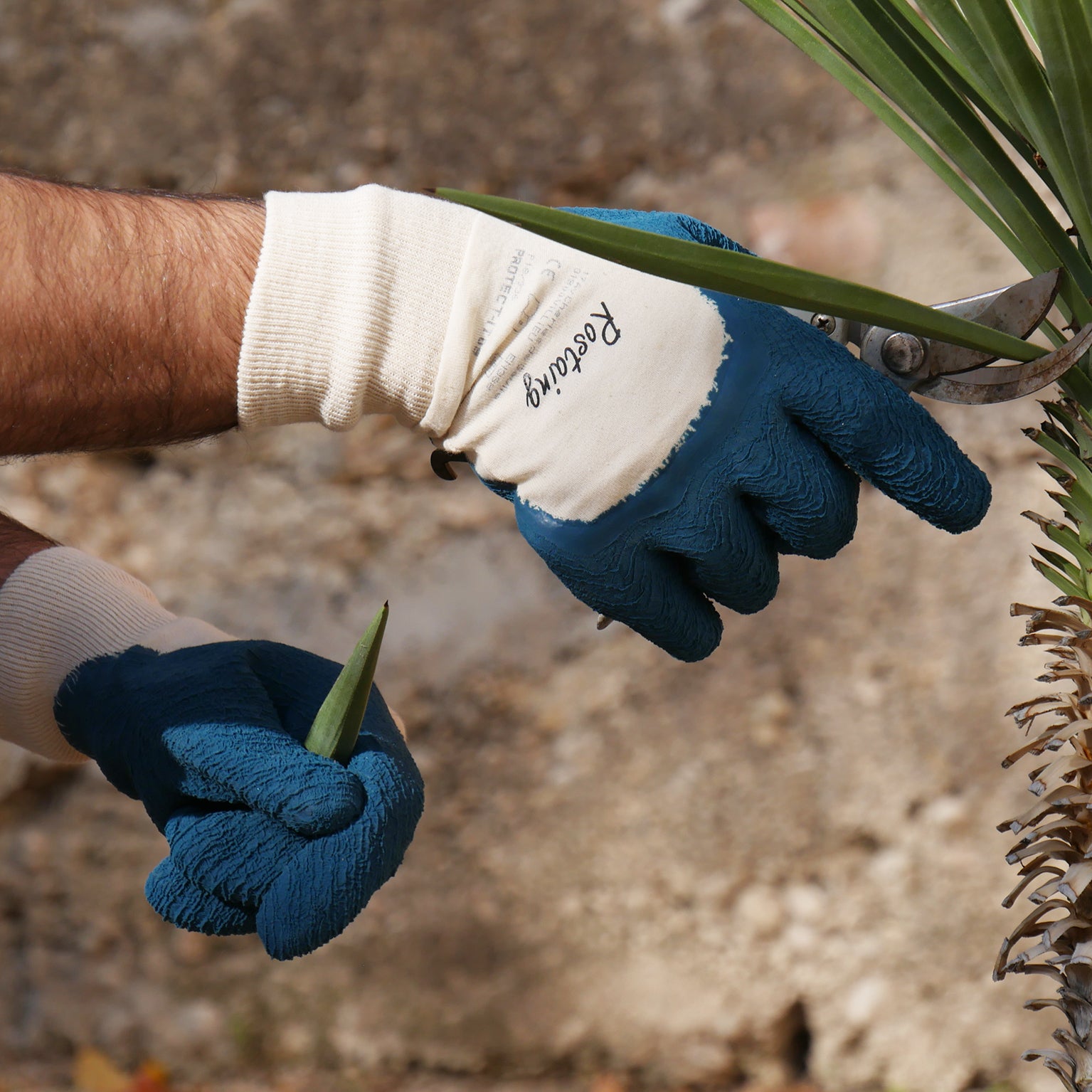 gant pour les travaux de jardinage latex, T 8 ROSTAING - 4