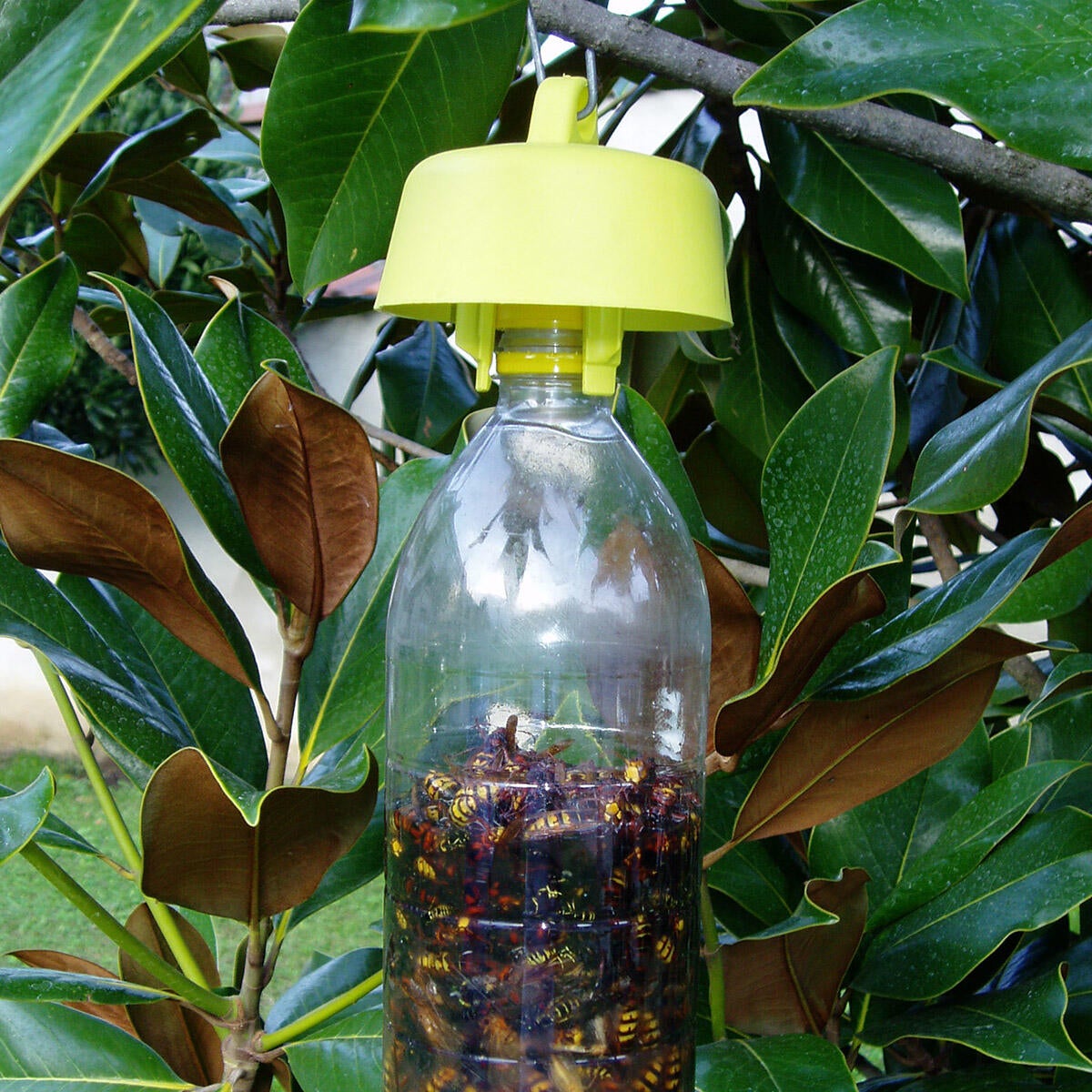 Trappola per vespa e mosche FLORTIS Perle 1 pezzo - 2