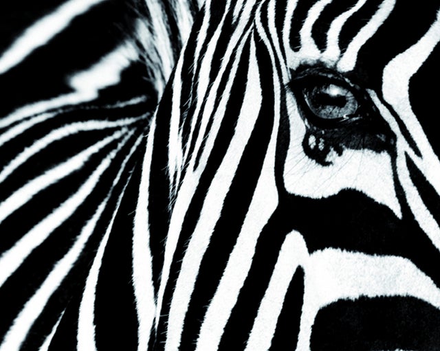 Affiche Zèbre zoom, noir et blanc l.50 x H.40 cm