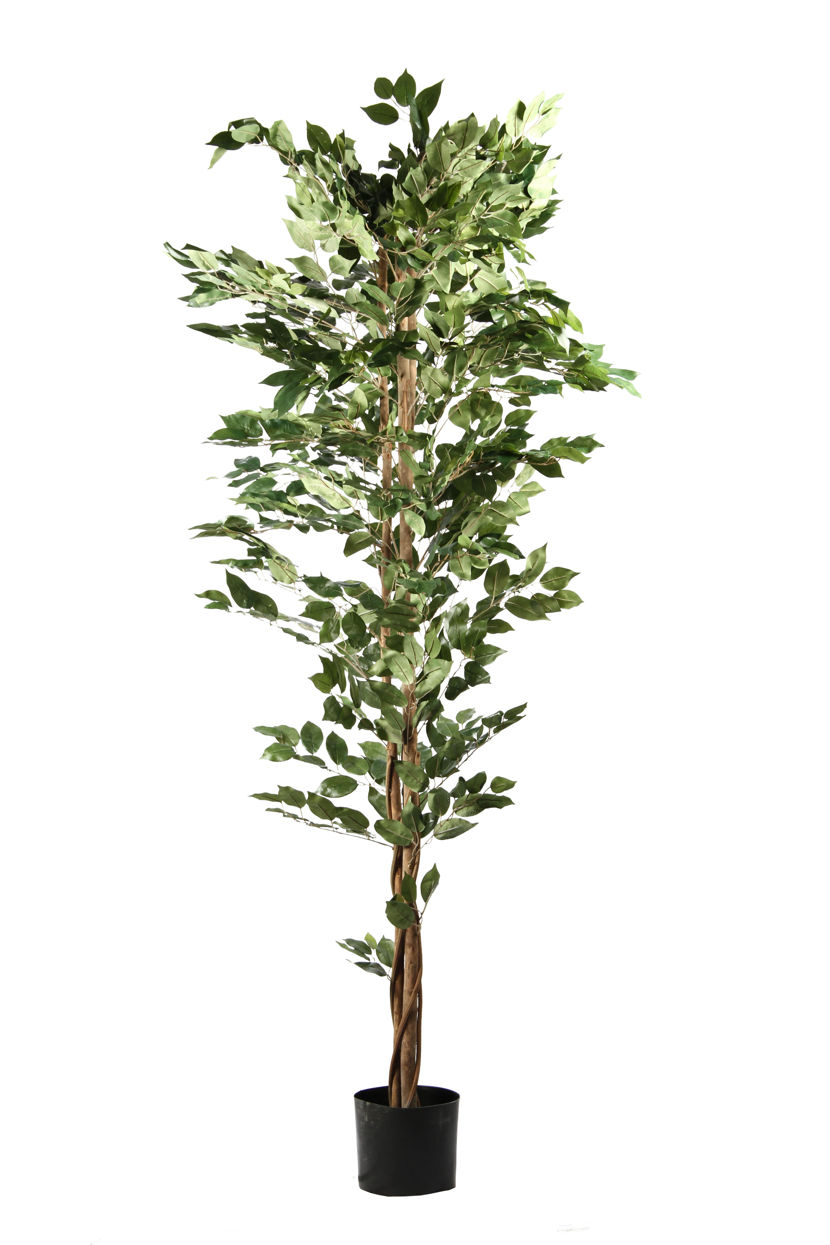 FICUS - 2