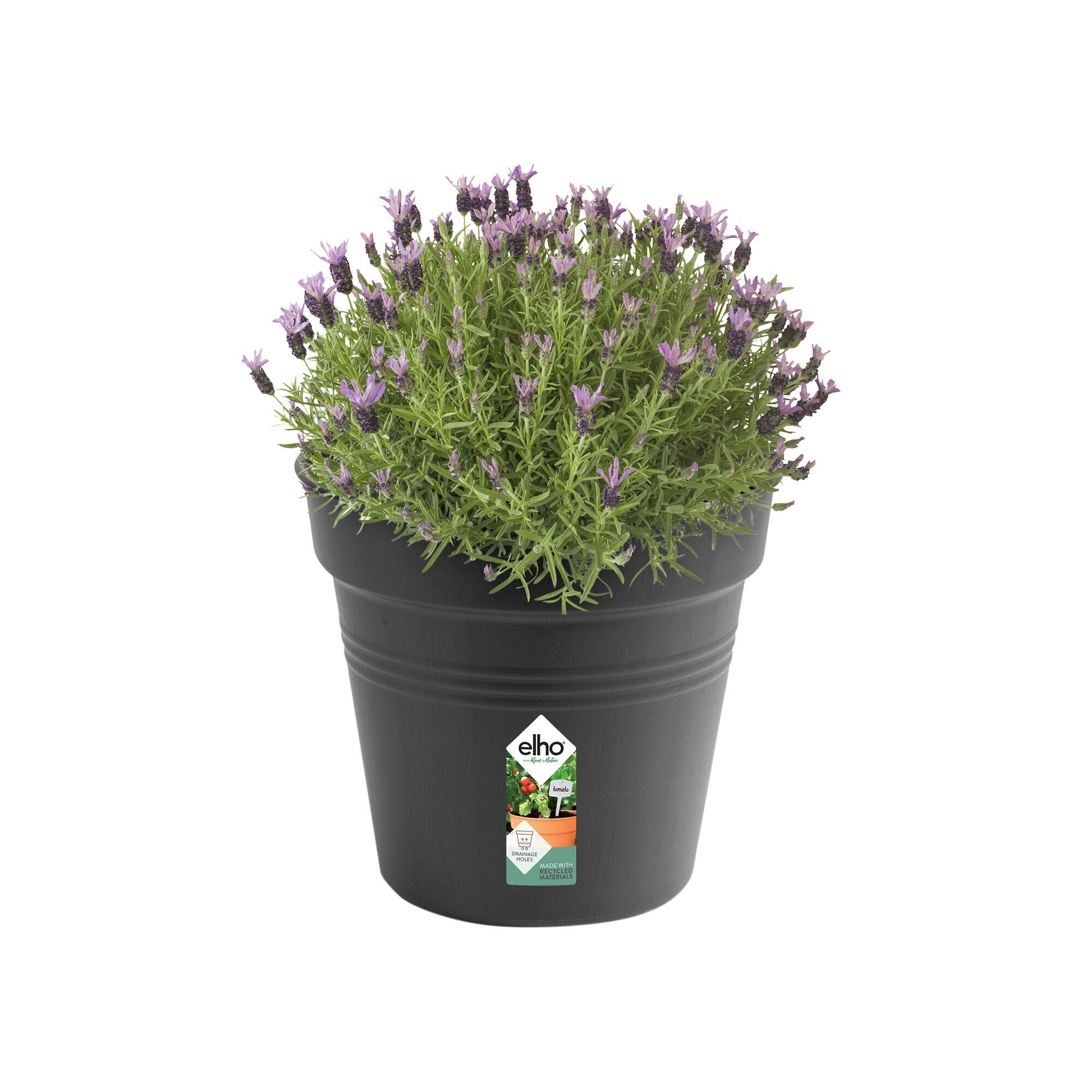 Vaso Basics Growpot ELHO in polipropilene nero H 32.2 x ø 35 cm - 3