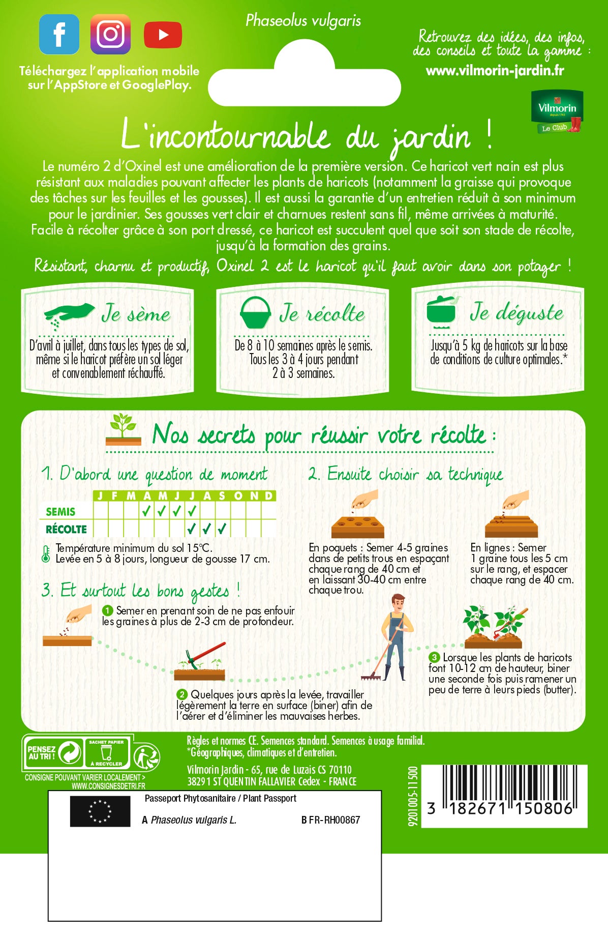 Graines de haricot nain sans fil VILMORIN 35 g - 2