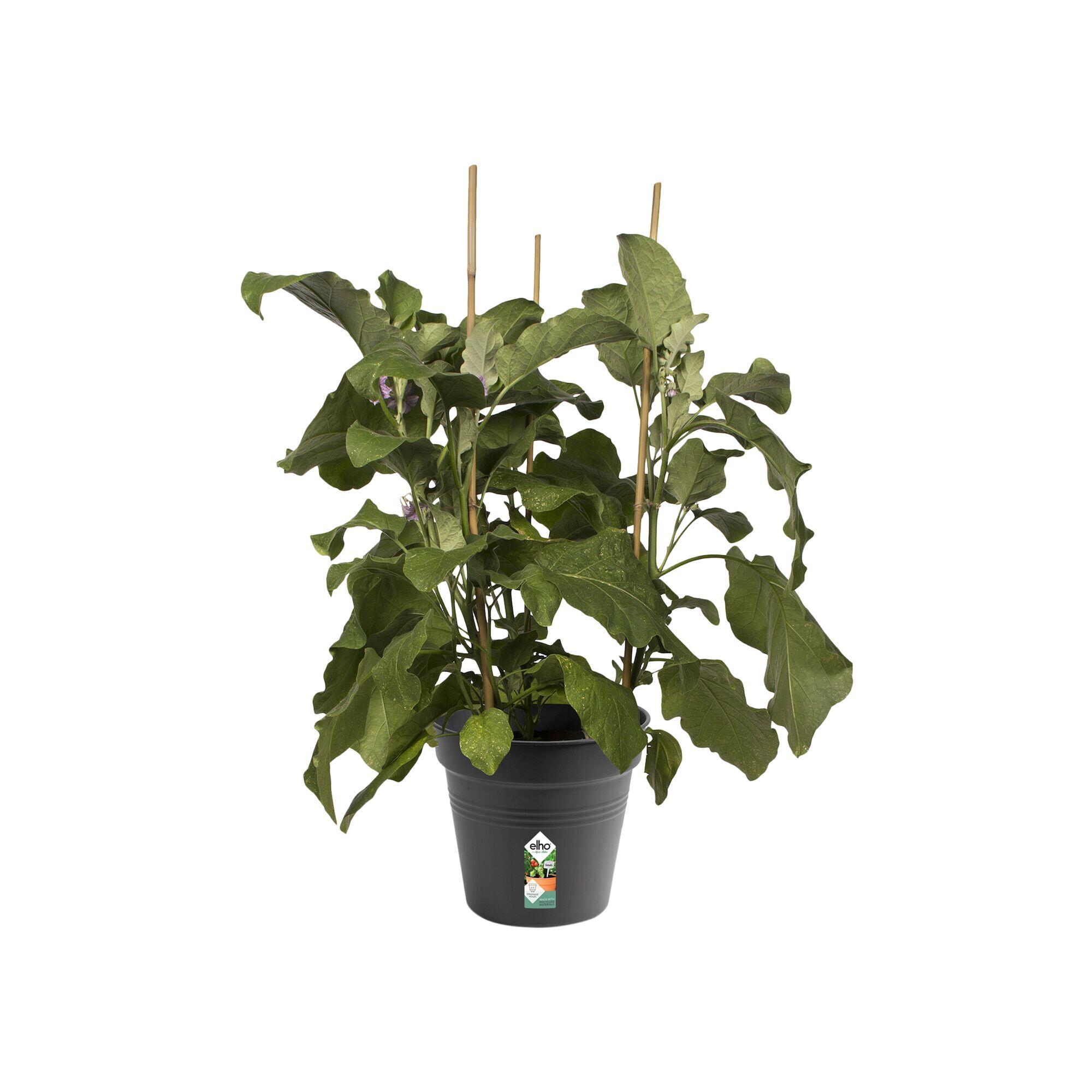 Vaso Basics Growpot ELHO in polipropilene nero H 19.3 x ø 21 cm - 5