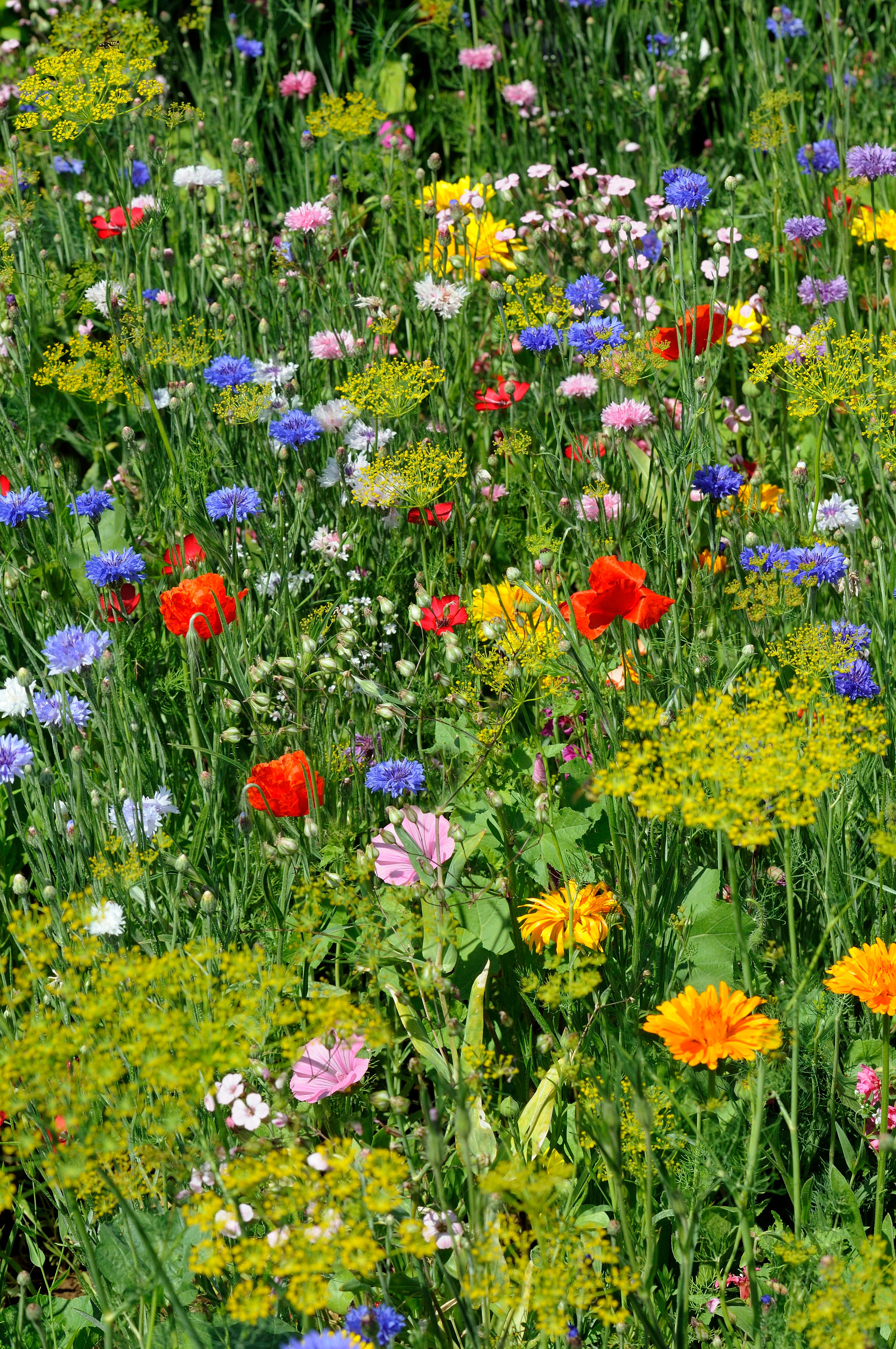 Prairie fleurie Mélange fleurs oubliées VILMORIN 10 m² - 3