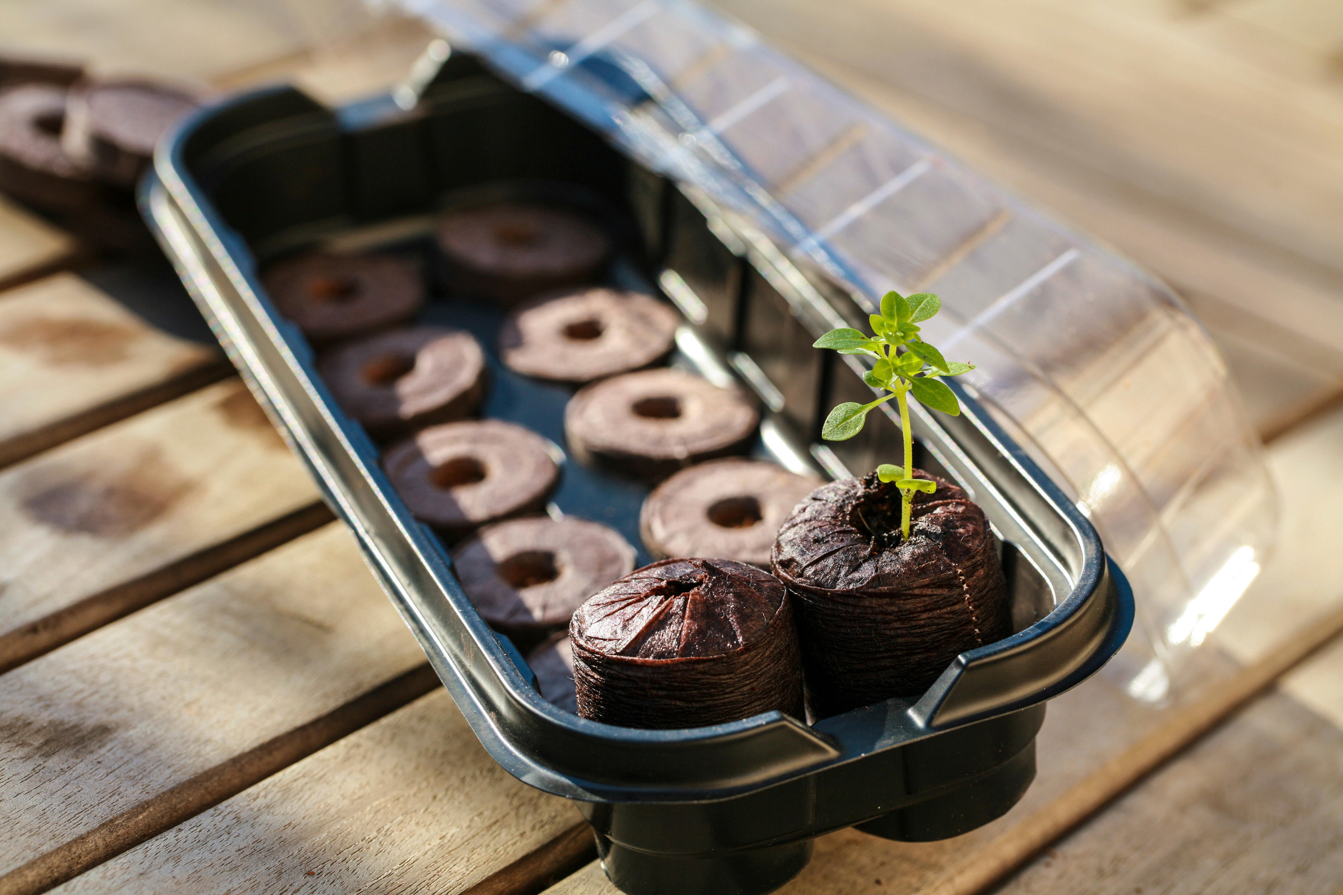 Kit de plantation : mini serre souple + 10 pastilles de fibre de coco VILMORIN - 2