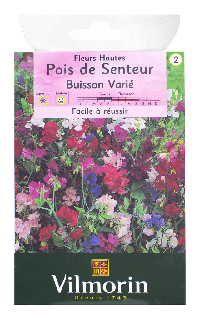 Graines de pois de senteur au meilleur prix Leroy Merlin — free download