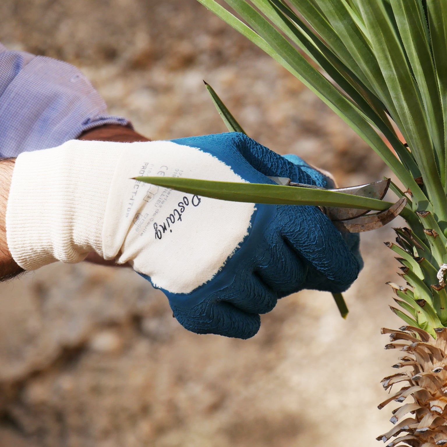 gant pour les travaux de jardinage latex, T 7 ROSTAING - 3