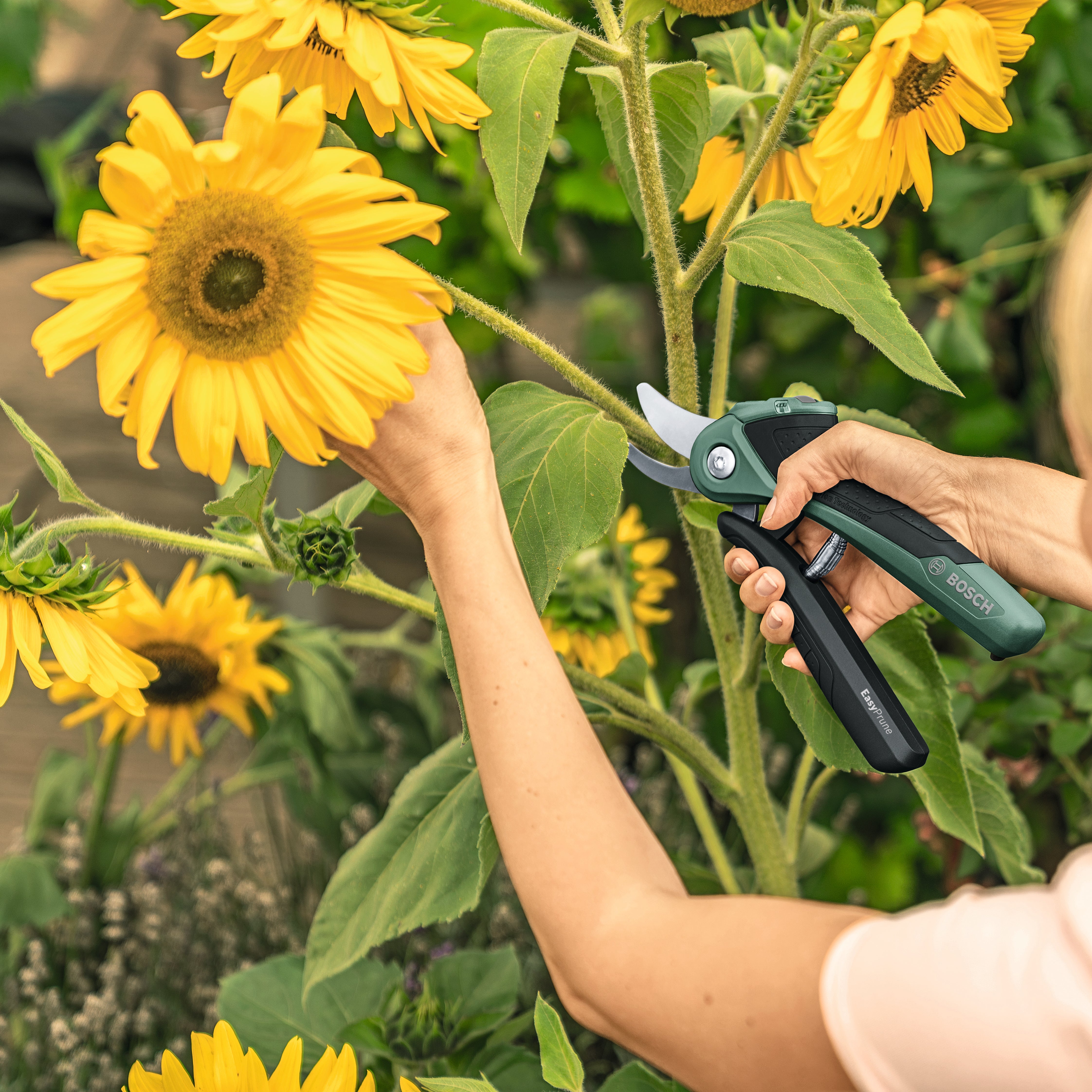 Cesoie potatura a batteria da giardino BOSCH EasyPrune 3.6V, 1 batteria inclusa - 8