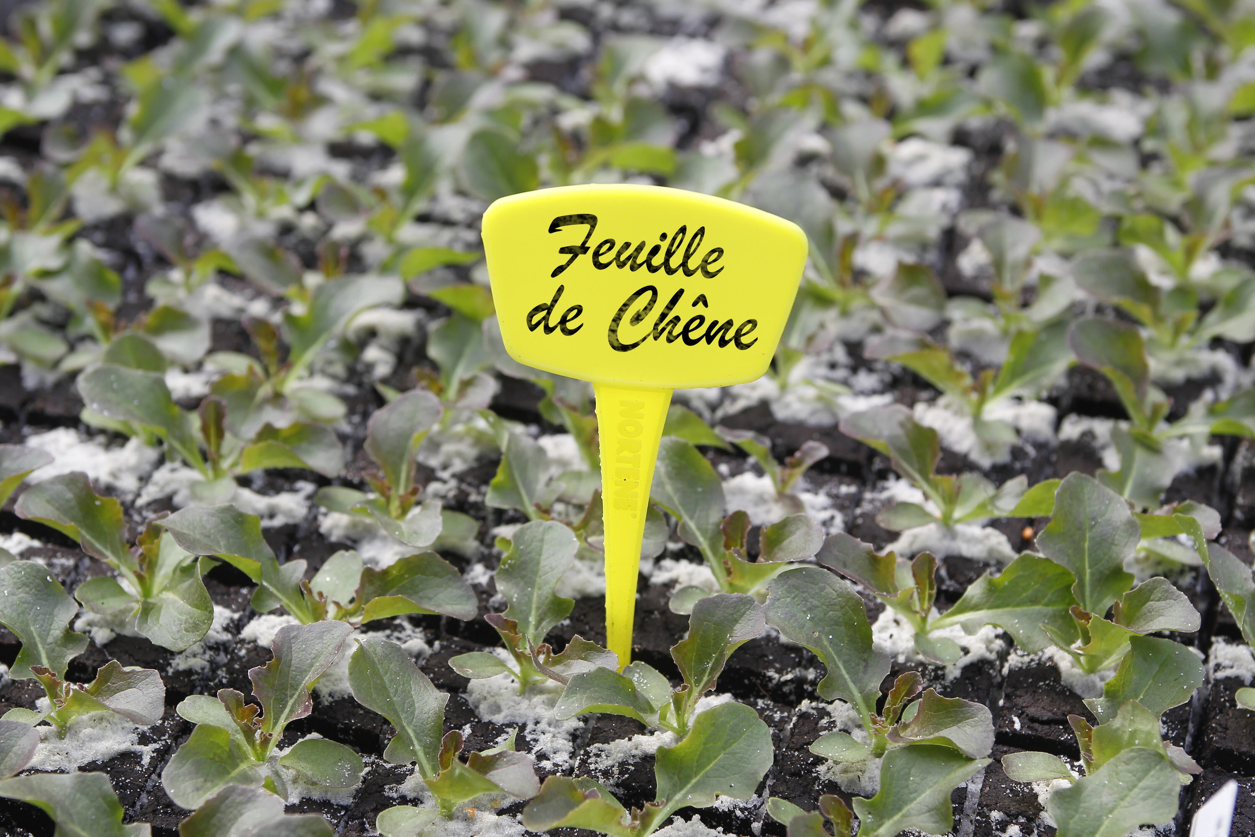 N/A étiquettes polypropylène jaune NORTENE - 2