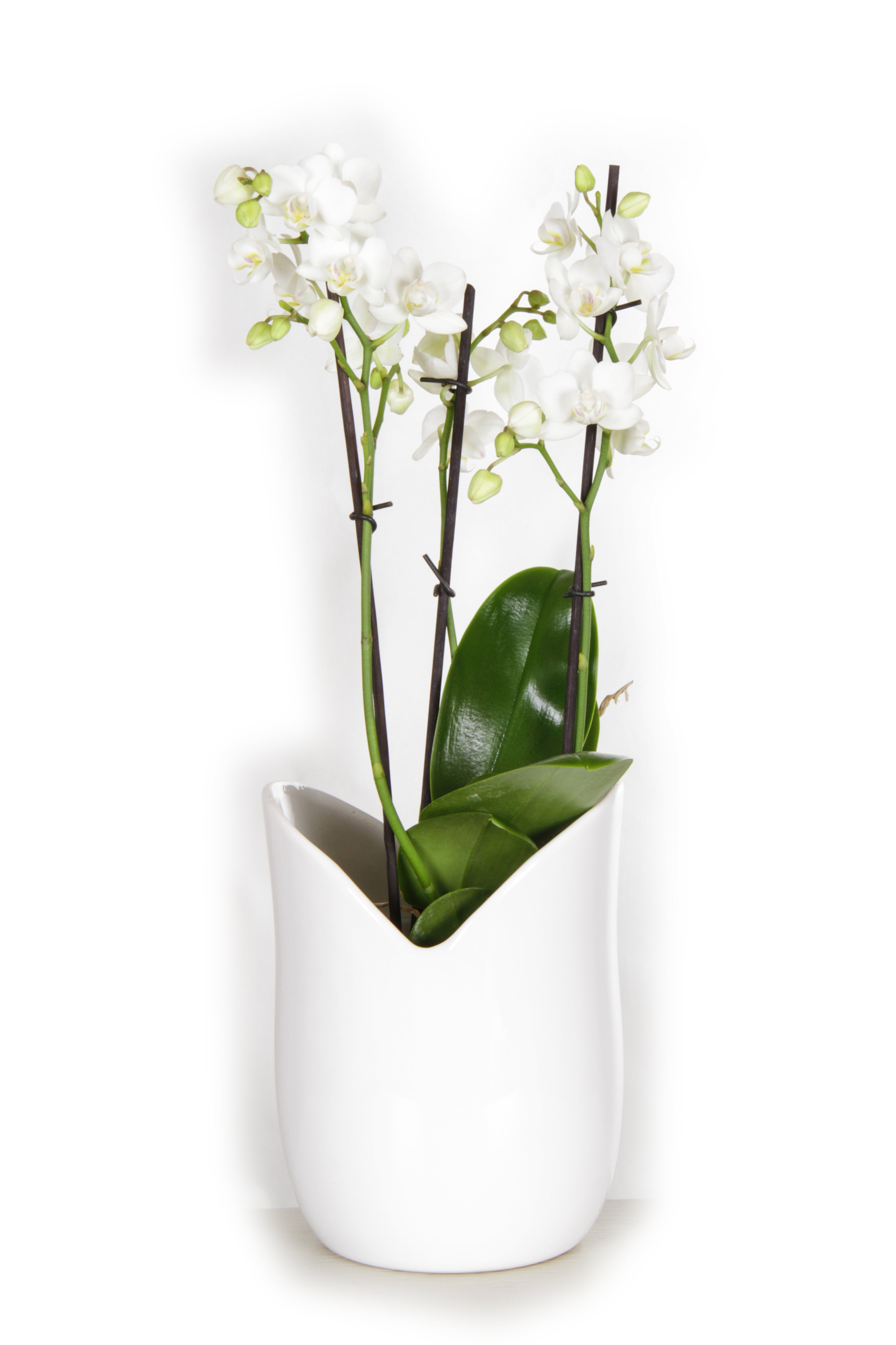 KOTARBAU Pot de fleurs en céramique émaillée - Noir - : 9,5 cm - H : 11