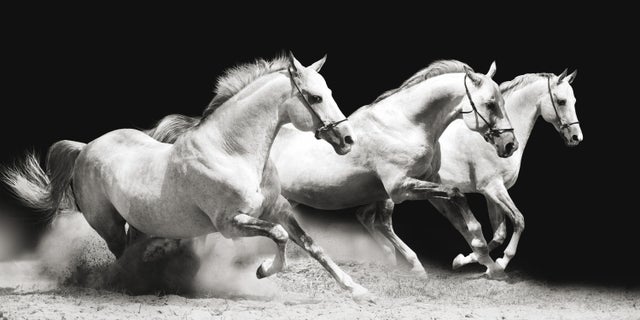 Affiche galops blancs, noir et blanc EDITIONS BRAUN l.100 x H.50 cm