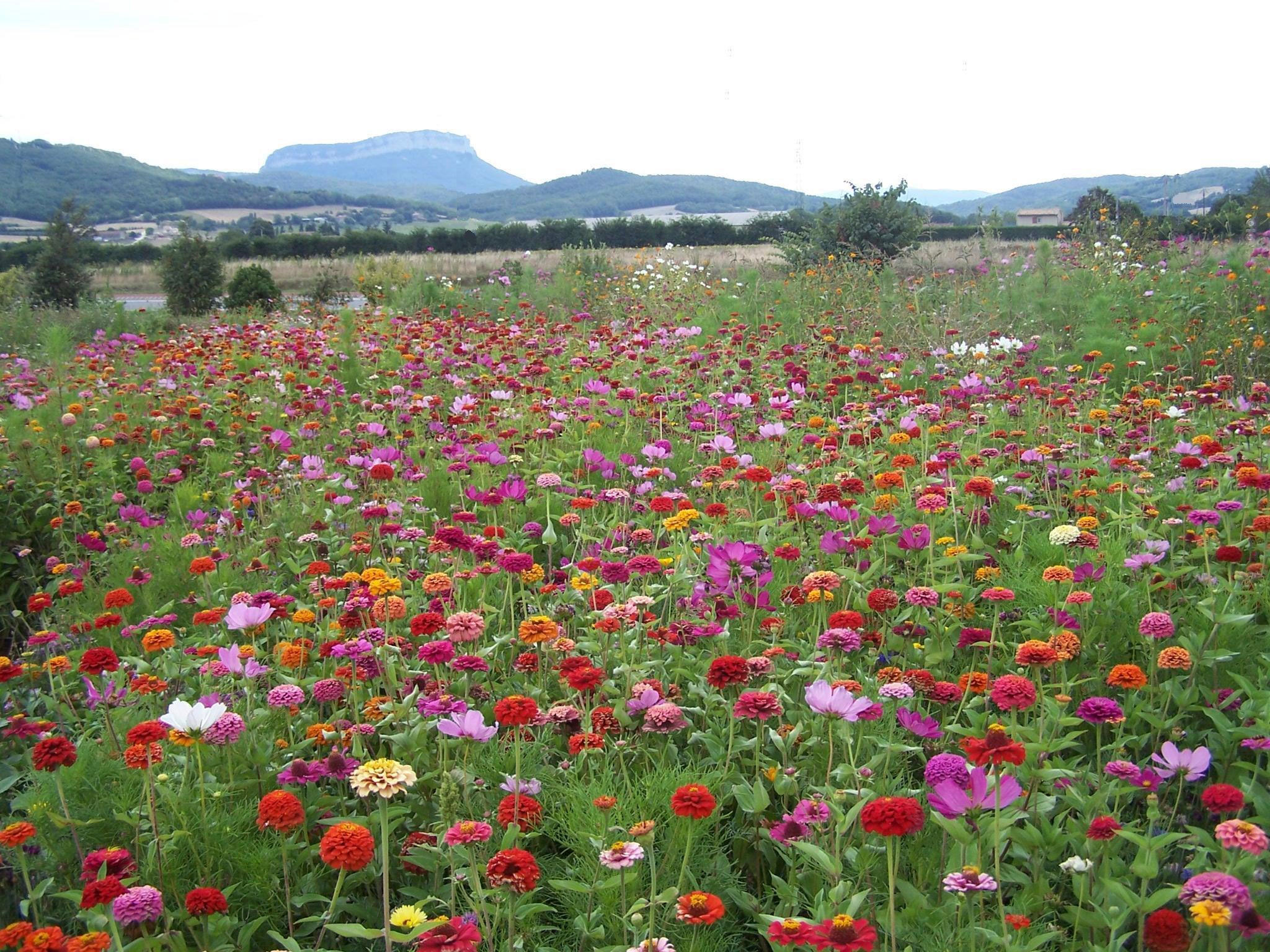 Prairie fleurie Mélange champêtre VILMORIN 10 m² - 3