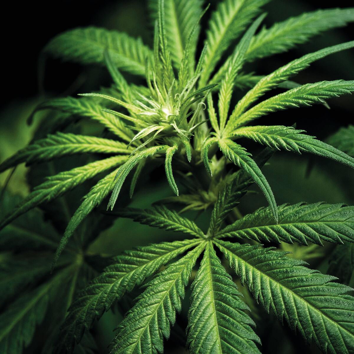 Insetticida naturale KANAPLANT Difesa 1 500 ml - 3