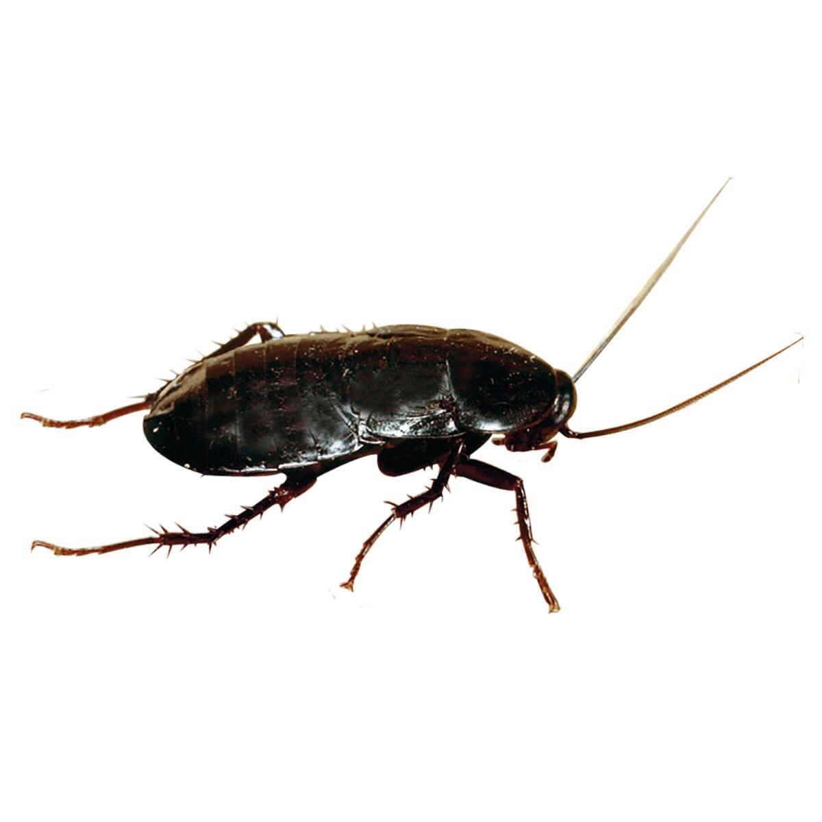 Insetticida FLORTIS CT10.2 500 ml - 9