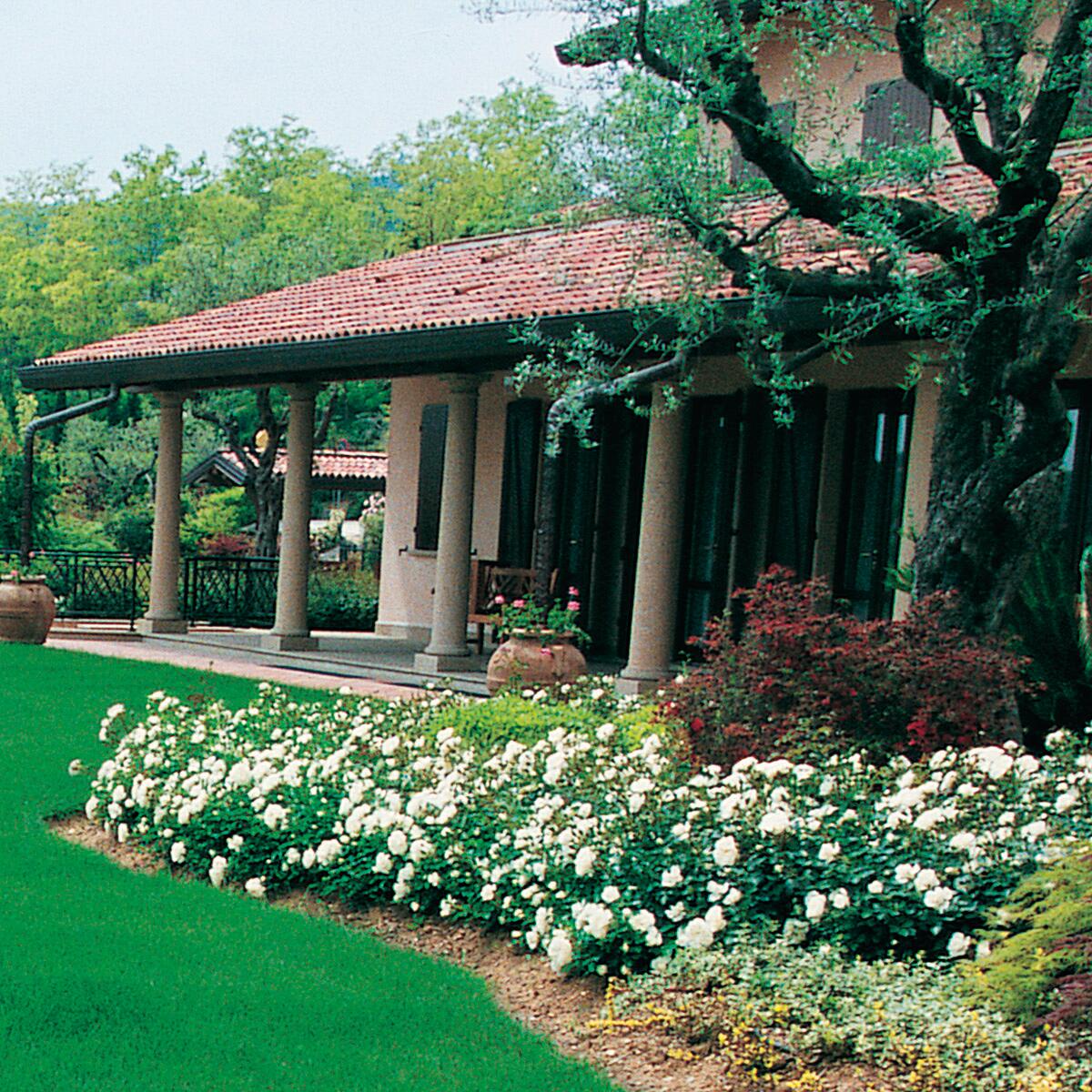 Insetticida FLORTIS CT10.2 500 ml - 2