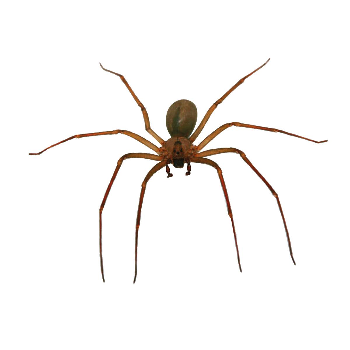 Insetticida FLORTIS CT10.2 500 ml - 6