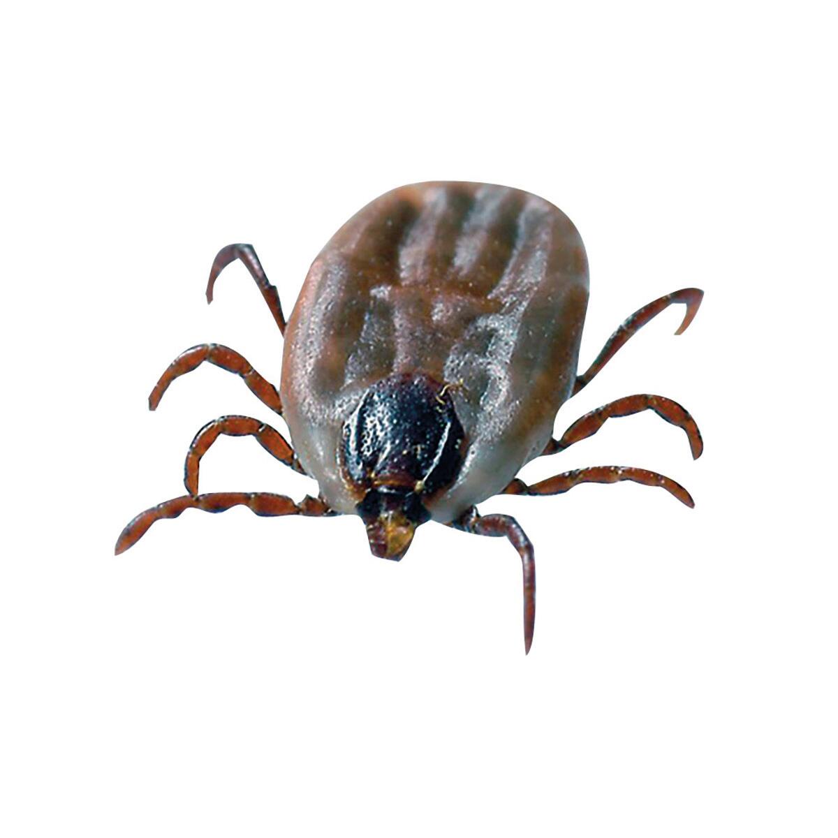 Insetticida FLORTIS CT10.2 500 ml - 5