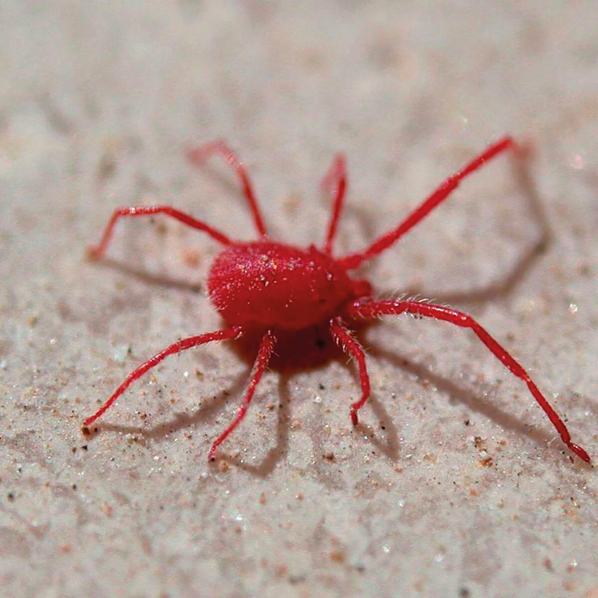 Insetticida naturale KANAPLANT Difesa 1 500 ml - 2