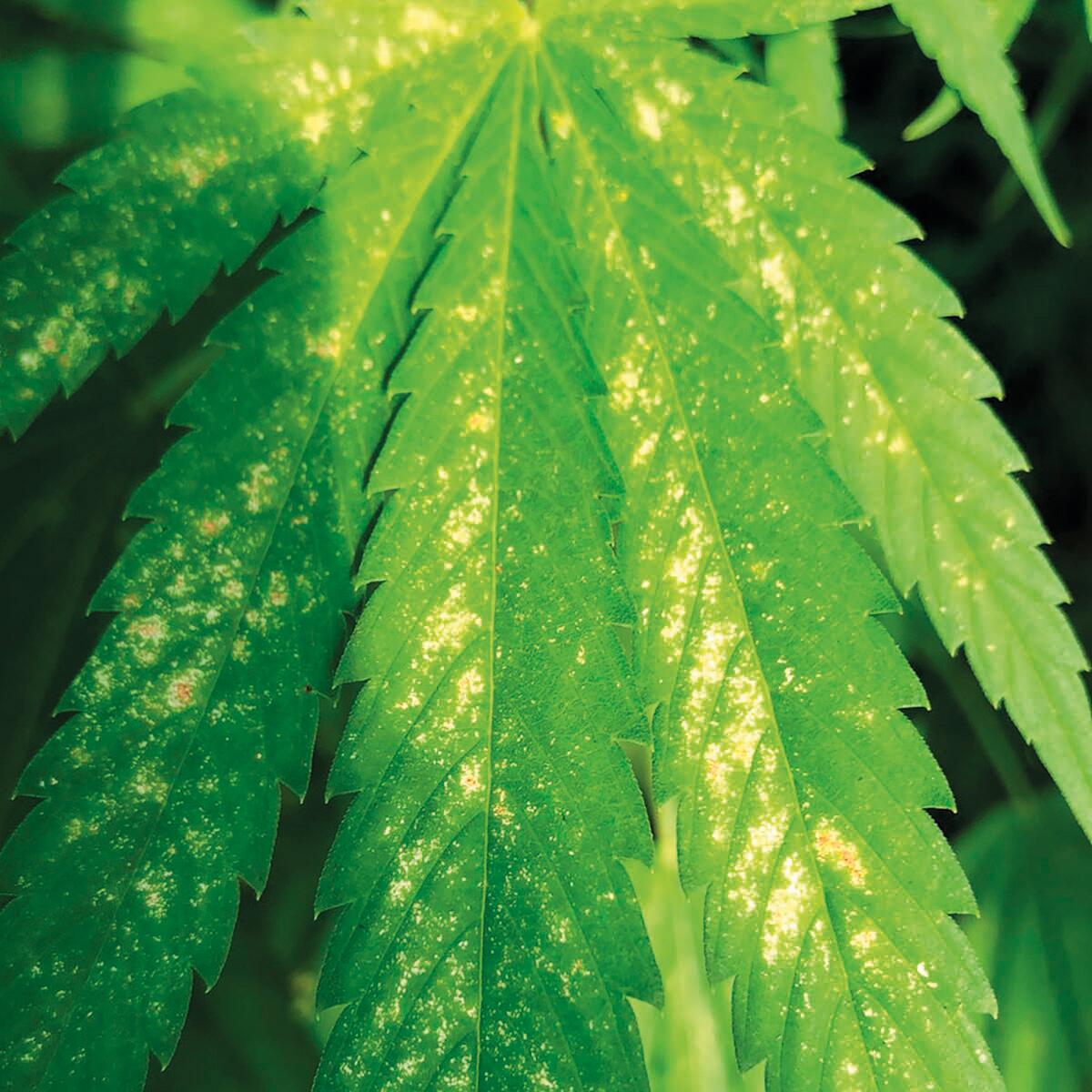 Insetticida naturale KANAPLANT Difesa 1 500 ml - 4