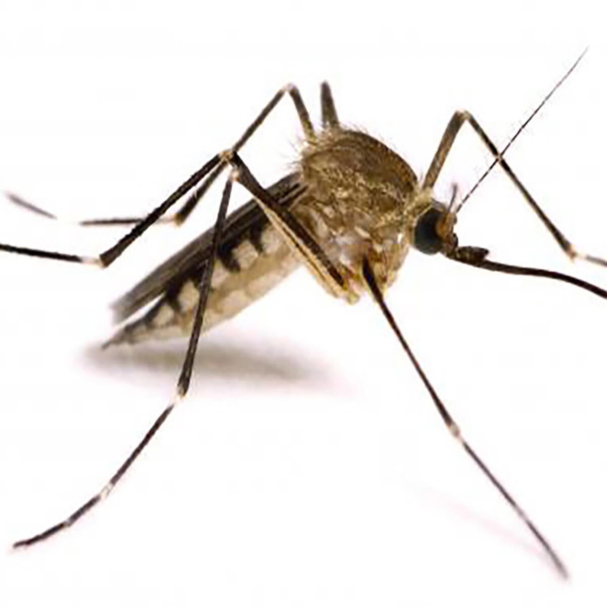 Insetticida FLORTIS CT10.2 500 ml - 4