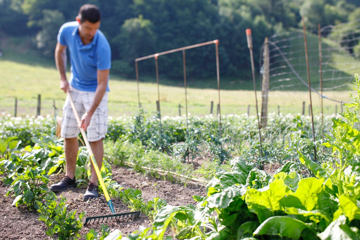 Râteau à gazon LEBORGNE L.150 cm - 3