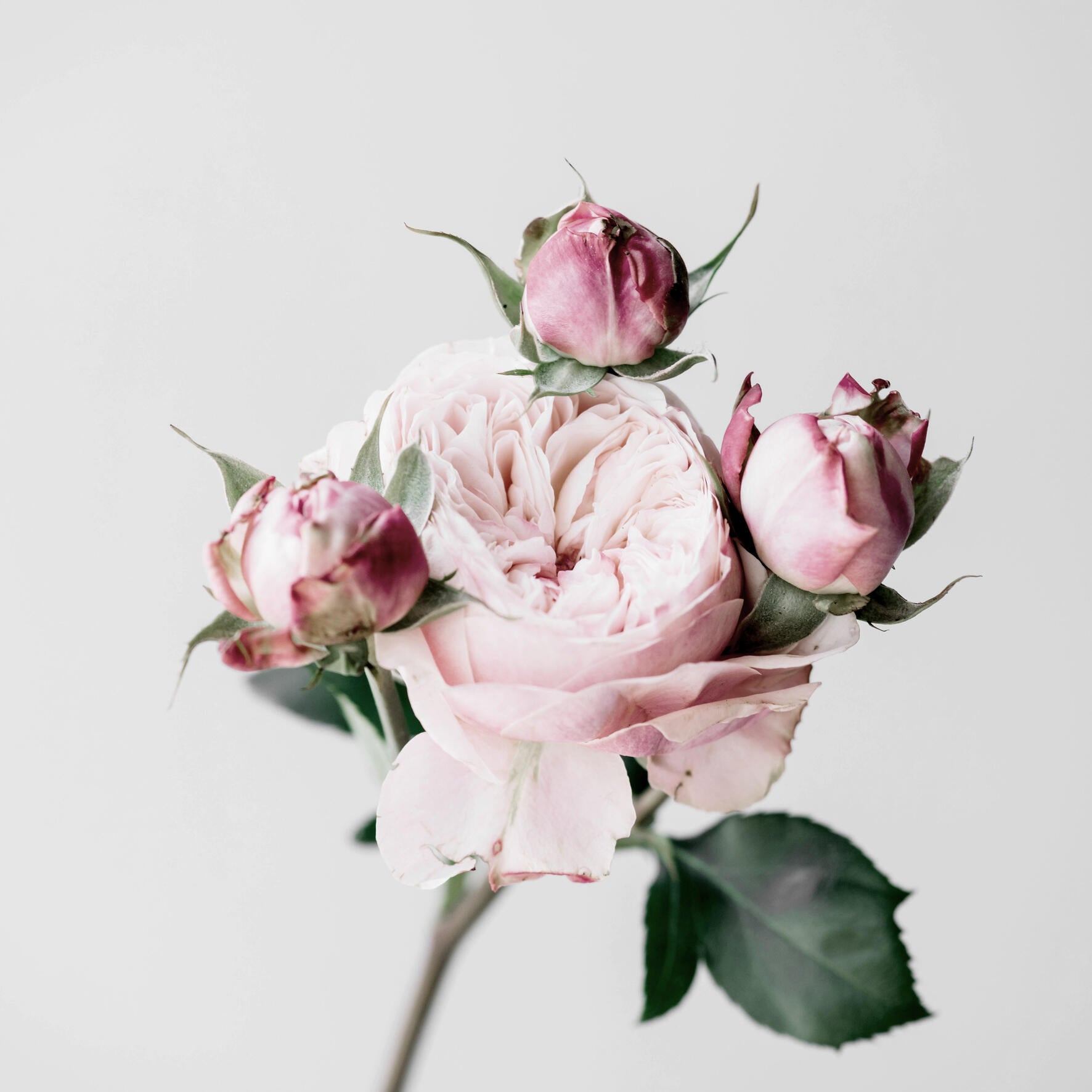 Impression sans cadre Roses rose CEANOTHE l.30 x H.30 cm | Leroy Merlin
