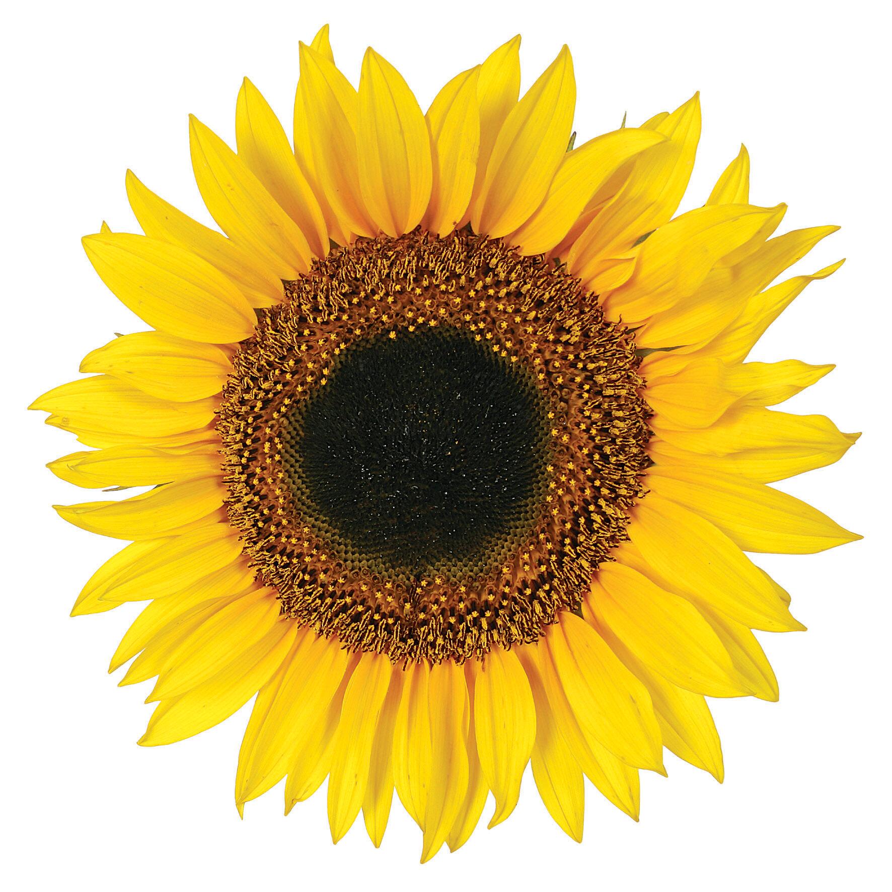 Sticker Girasoli 31x31 cm multicolore, confezione da 2 fogli - 3