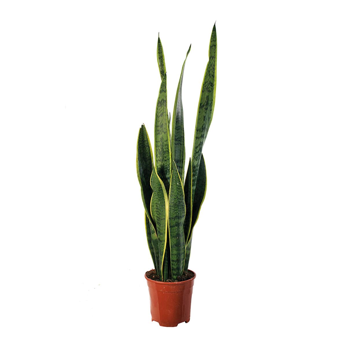 sansevieria frost Sansevieria x 'Ice Man' *Beautiful Stripes!* (Dracaena) – Kyle's Plants