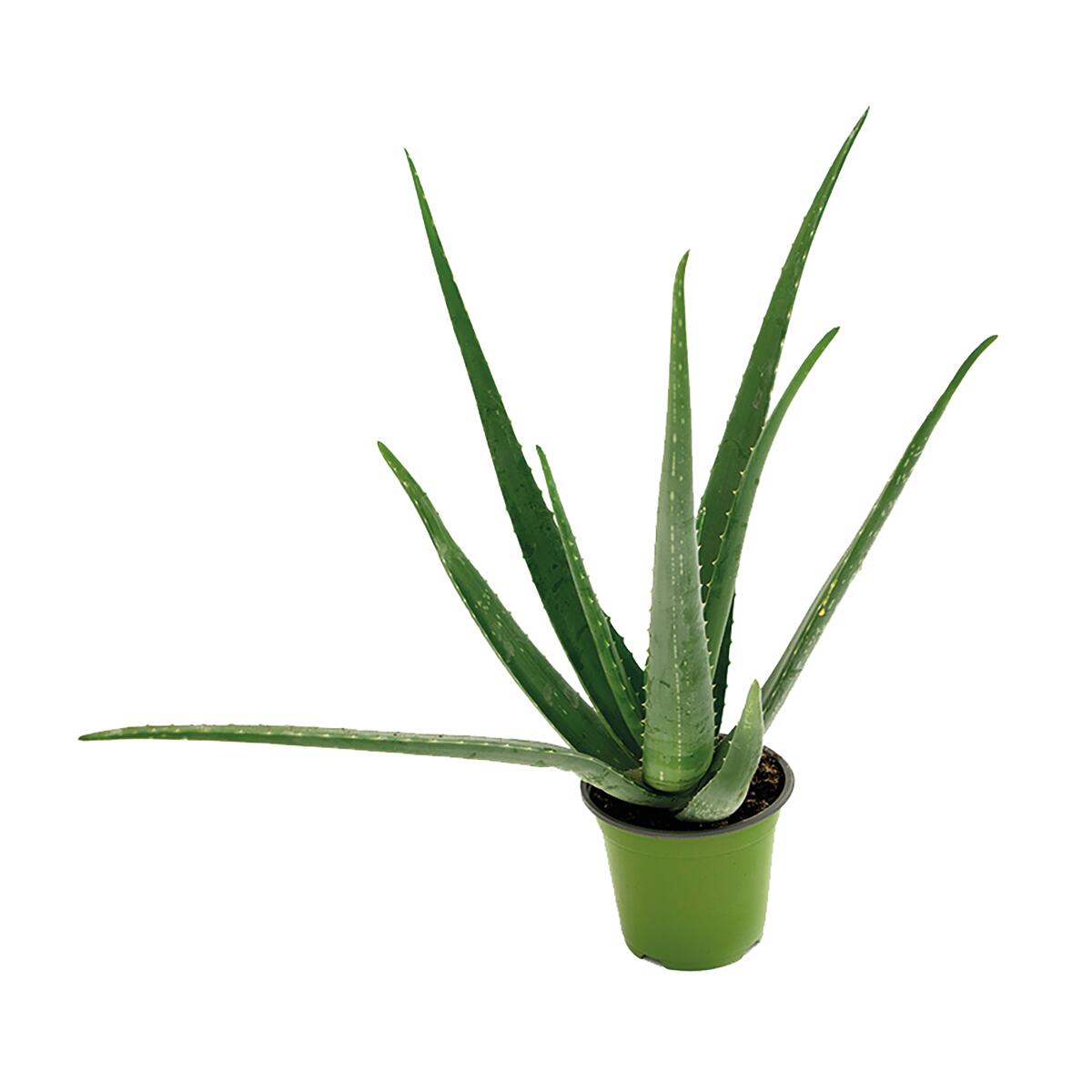 amara organics aloe vera gel Aloe Vera Gel – Mara Organics Tanzania