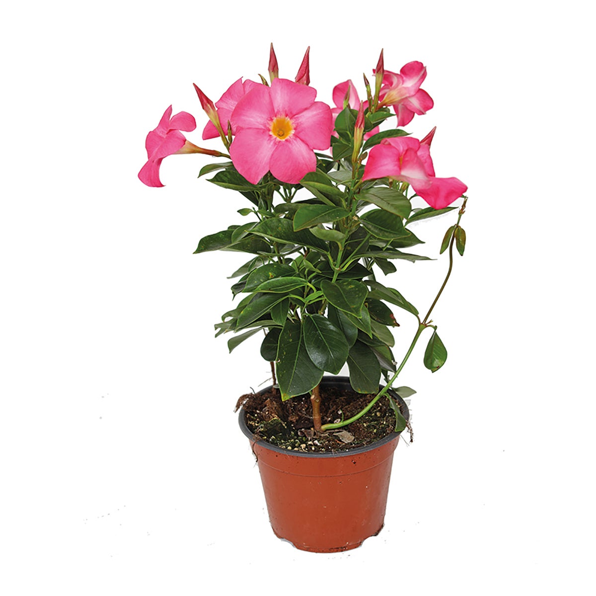 Pianta Dipladenia In Vaso Rosa | Fiore Da Balcone, Perenne | Altezza 20 Cm, Vaso 14 Cm | Da EGarden.store - Foto 9