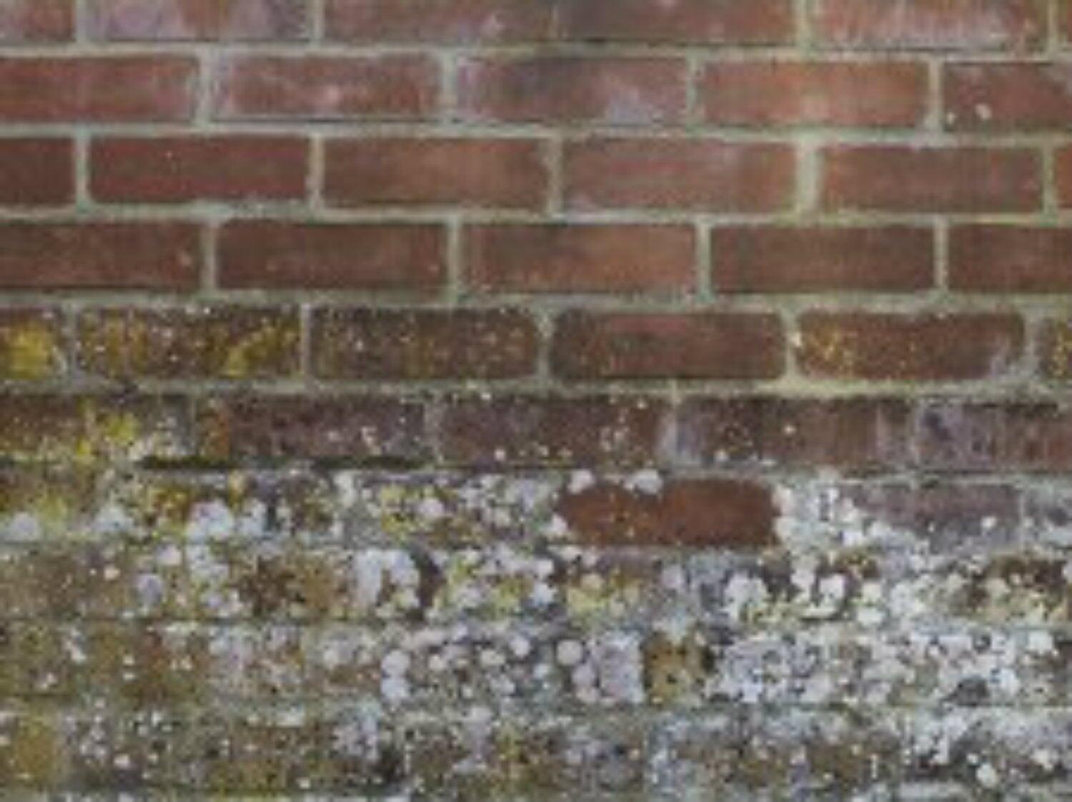 Moisissures de mur : comment les empêcher et les traiter