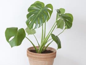 Comment choisir ses plantes dépolluantes ?