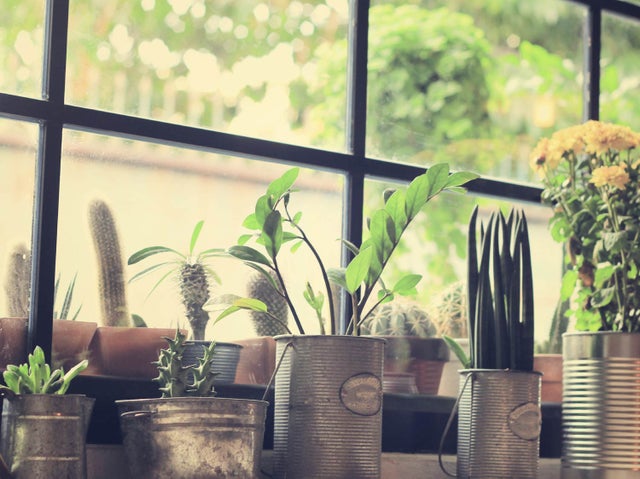 Comment choisir ses plantes dépolluantes ?