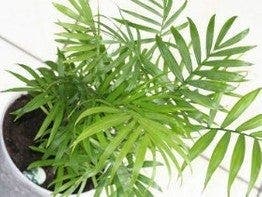 Comment choisir ses plantes dépolluantes ?