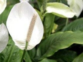 Comment choisir ses plantes dépolluantes ?