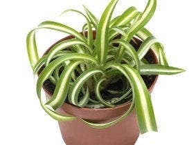 Comment choisir ses plantes dépolluantes ?
