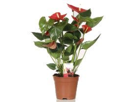 Comment choisir ses plantes dépolluantes ?