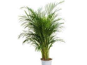 Comment choisir ses plantes dépolluantes ?