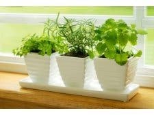 Comment choisir ses plantes dépolluantes ?