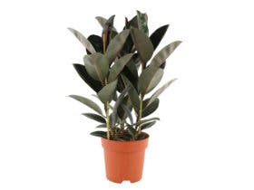 Comment choisir ses plantes dépolluantes ?