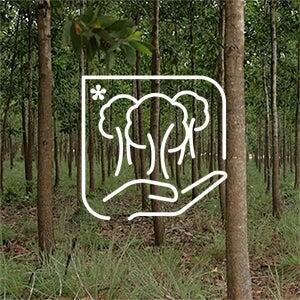 tra abilit du bois gama solis solaris