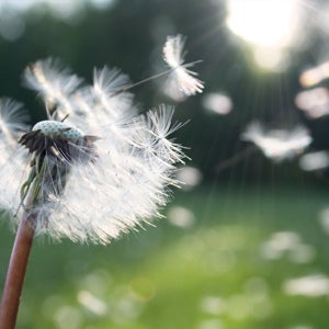 Le gazon rafraîchit l'atmosphère - 2