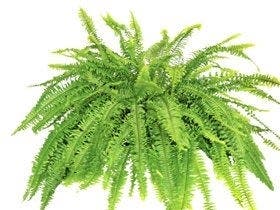Comment choisir ses plantes dépolluantes ?