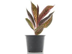 Comment choisir ses plantes dépolluantes ?