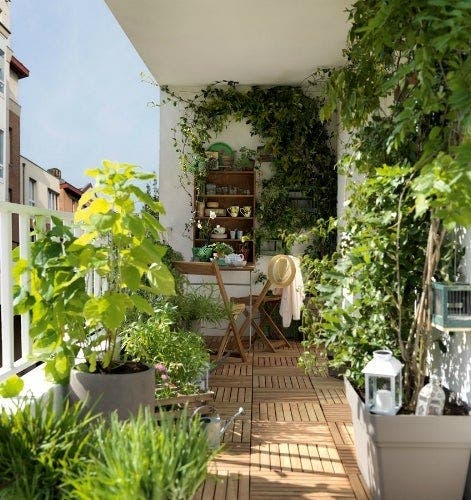 Choisir une plante brise-vue pour le balcon - Mon balcon-jardin