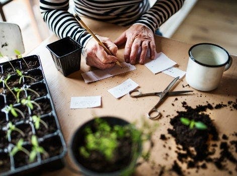 Plantes d'intérieur : les outils indispensables pour jardiner