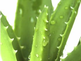Comment choisir ses plantes dépolluantes ?