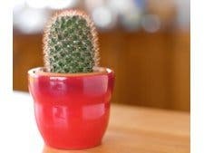 Comment choisir ses plantes dépolluantes ?