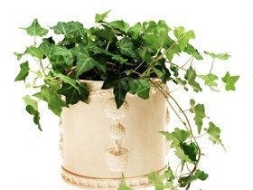 Comment choisir ses plantes dépolluantes ?